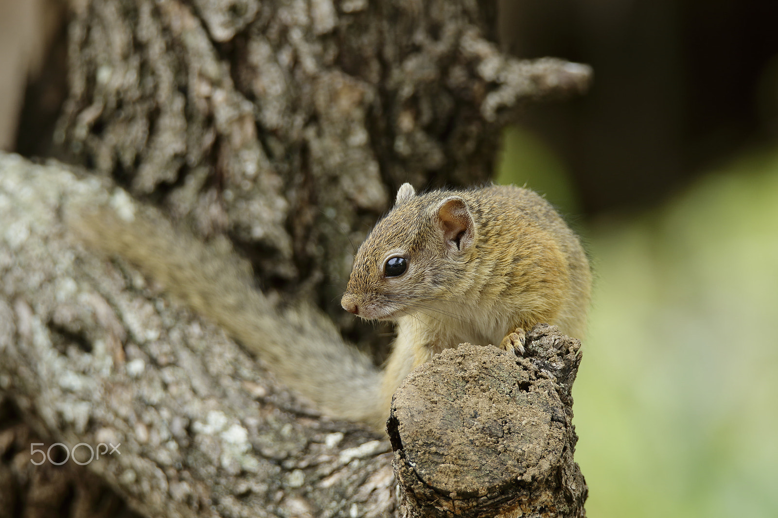 Tamron SP 150-600mm F5-6.3 Di VC USD sample photo. Squirrel photography