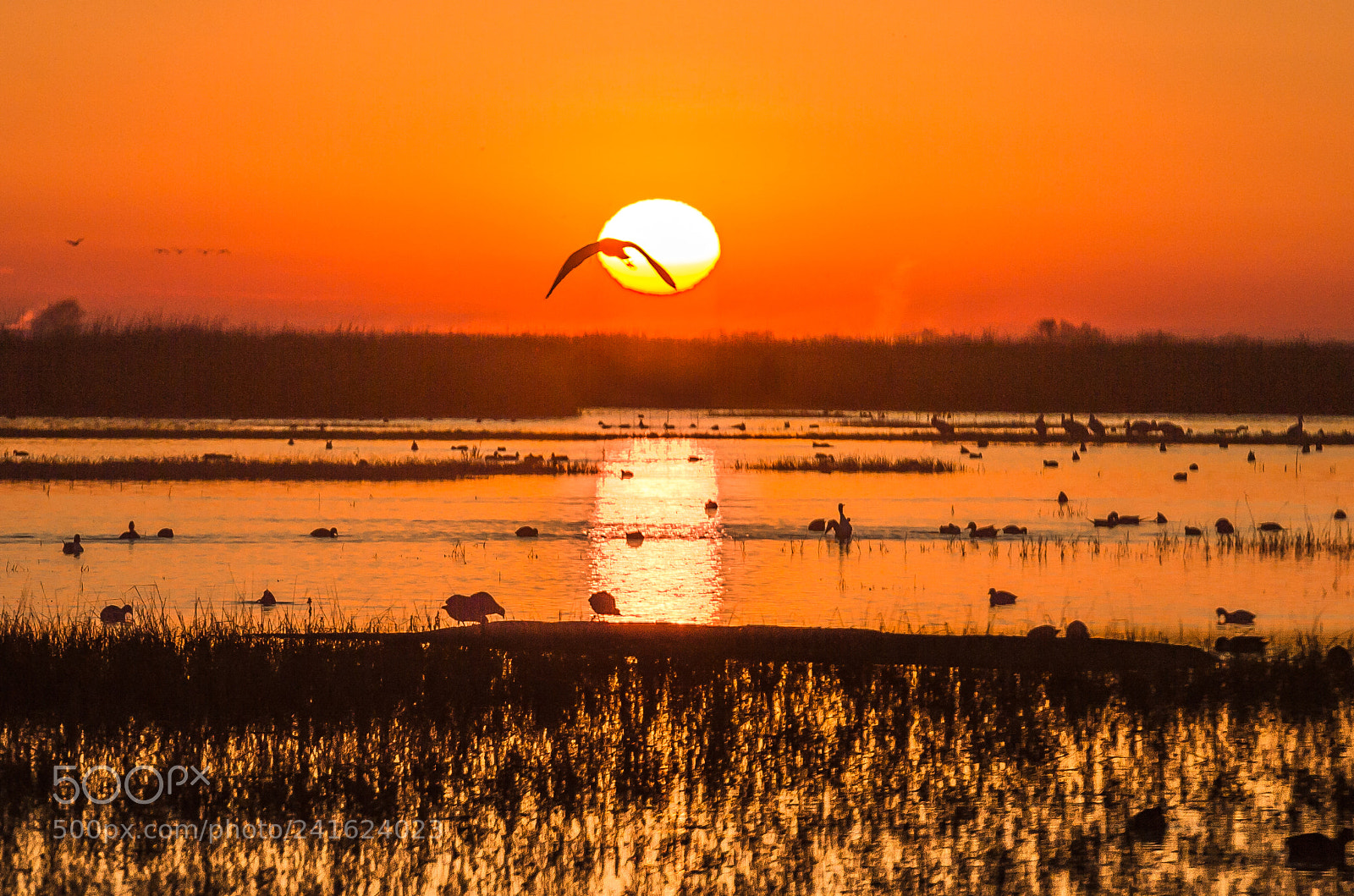 Nikon D4S sample photo. Sunrise at wet land photography