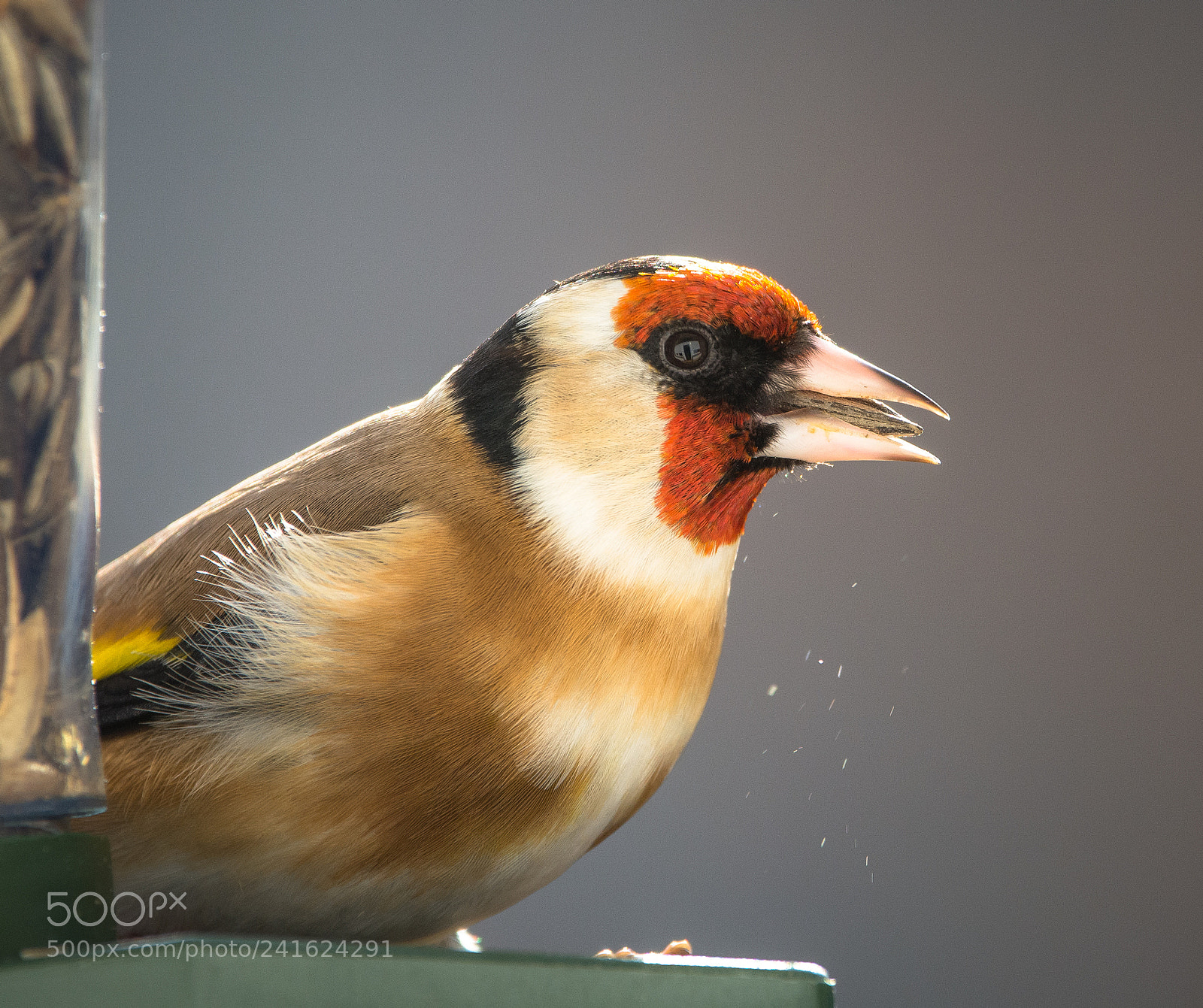 Nikon D7100 sample photo. Goldfinch photography
