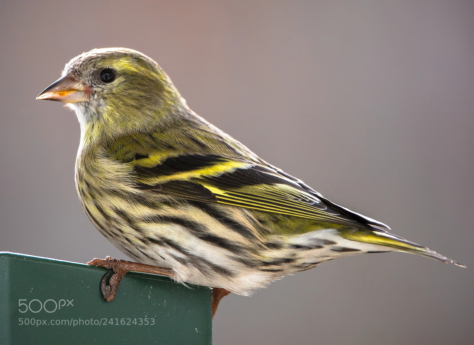 Nikon D7100 sample photo. Siskin photography