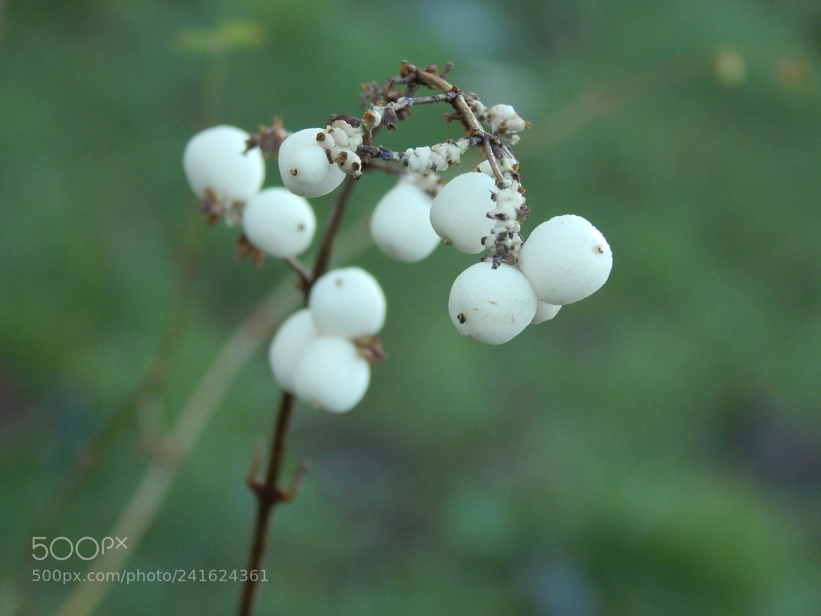 Nikon Coolpix L820 sample photo. Snowberry photography