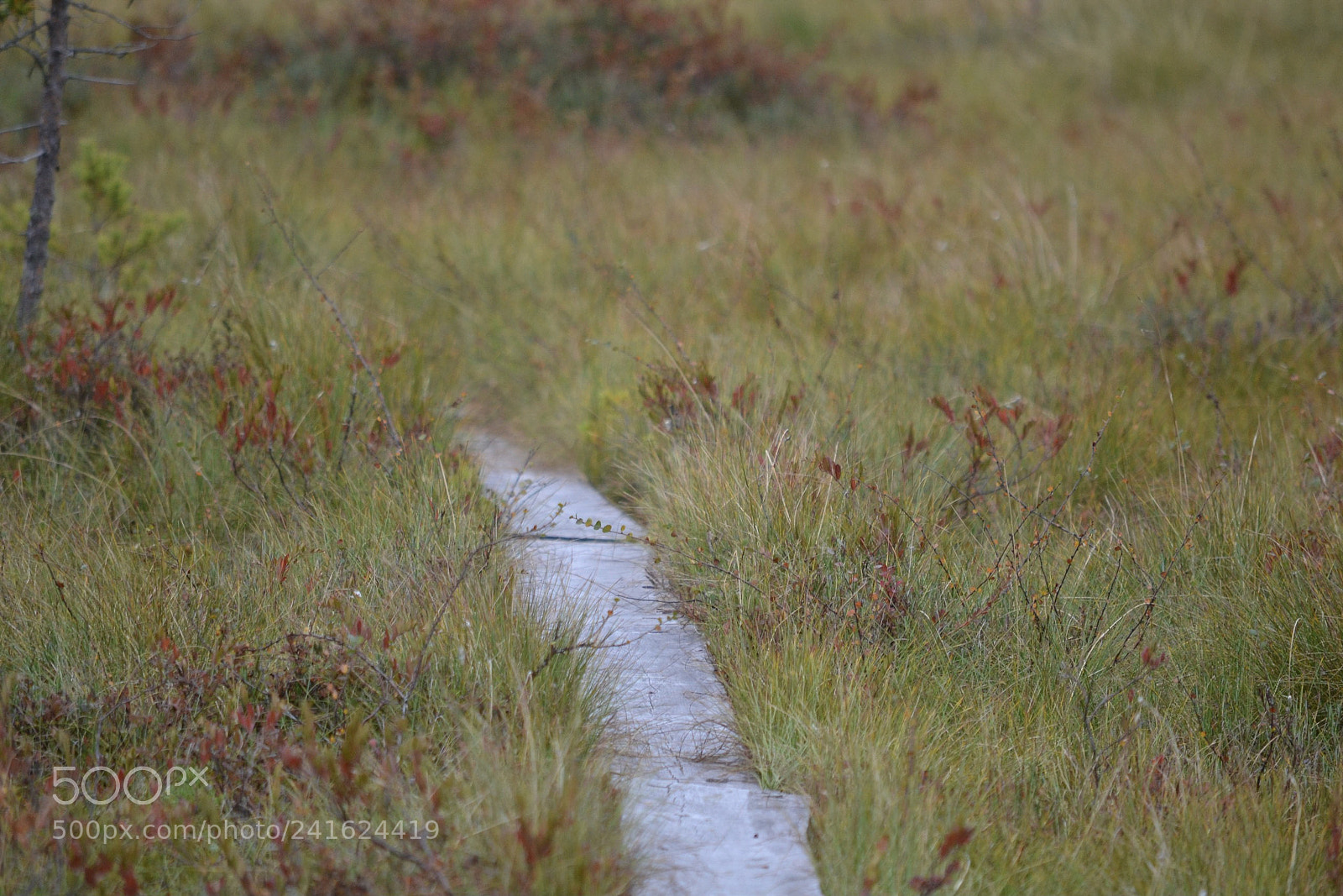 Nikon D3100 sample photo. The path to nowhere photography