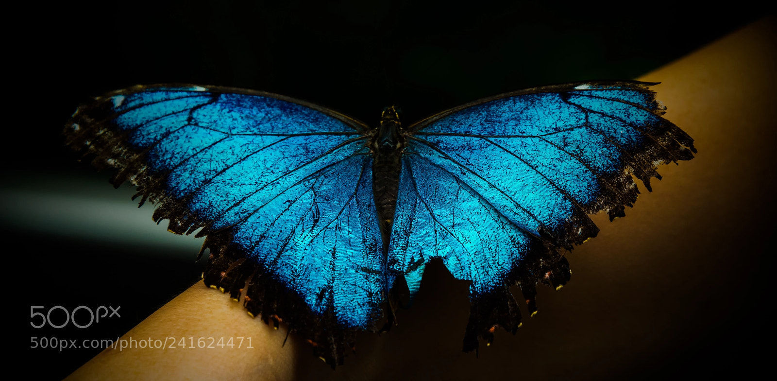 Nikon D800 sample photo. Blue morpho photography