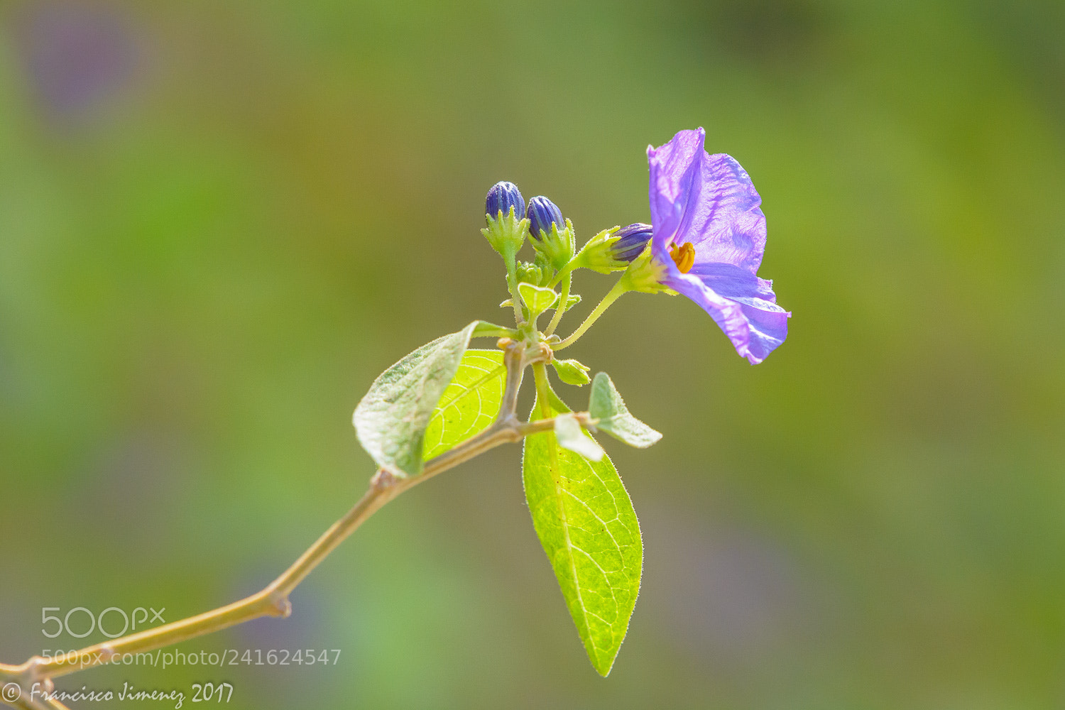 Nikon D7100 sample photo. Fleur. photography