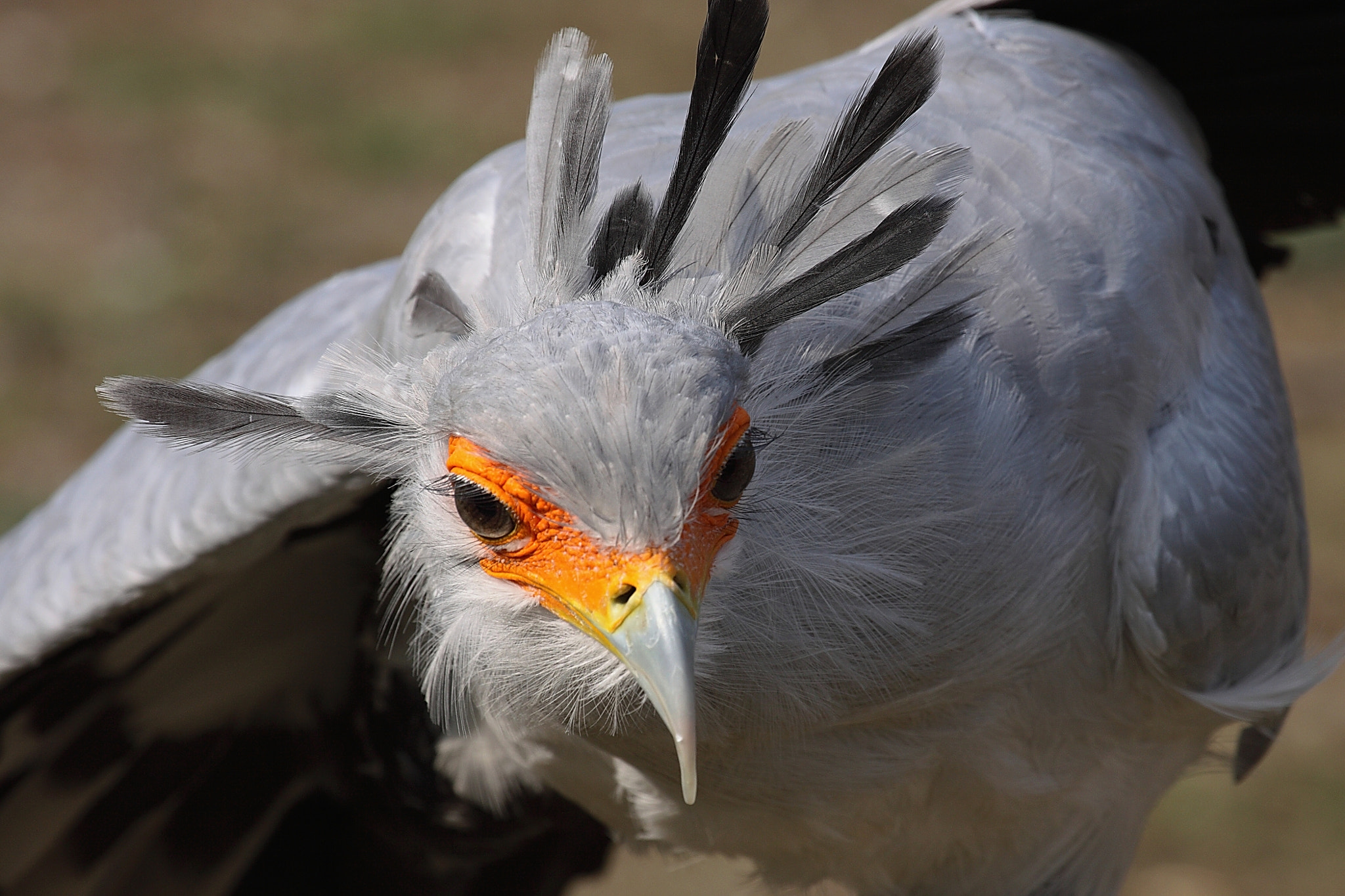 Canon EOS 50D + Canon EF 100-400mm F4.5-5.6L IS USM sample photo. Sagittarius serpentarius photography