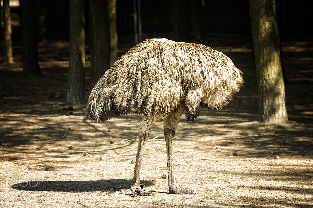 Pentax K-5 II sample photo. Sachen gibt's ... photography