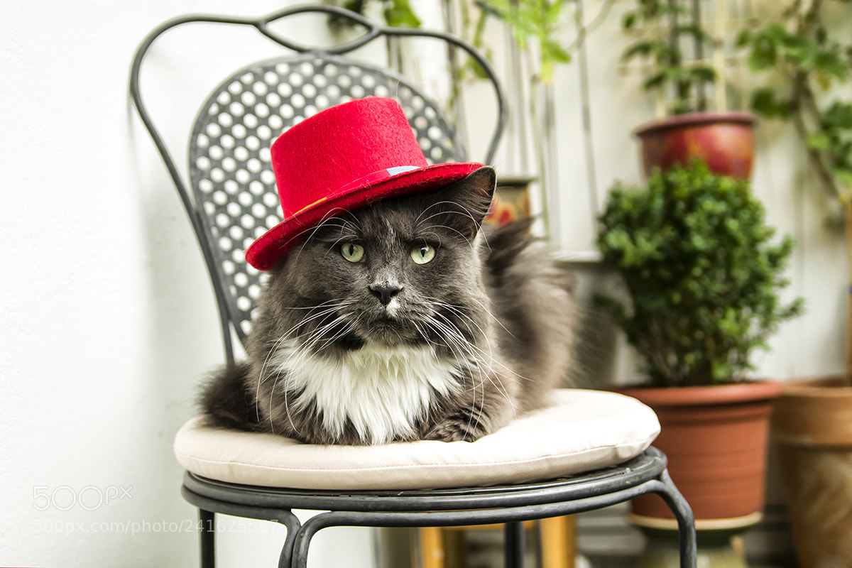Pentax K-5 II sample photo. Wehe euch es lacht photography
