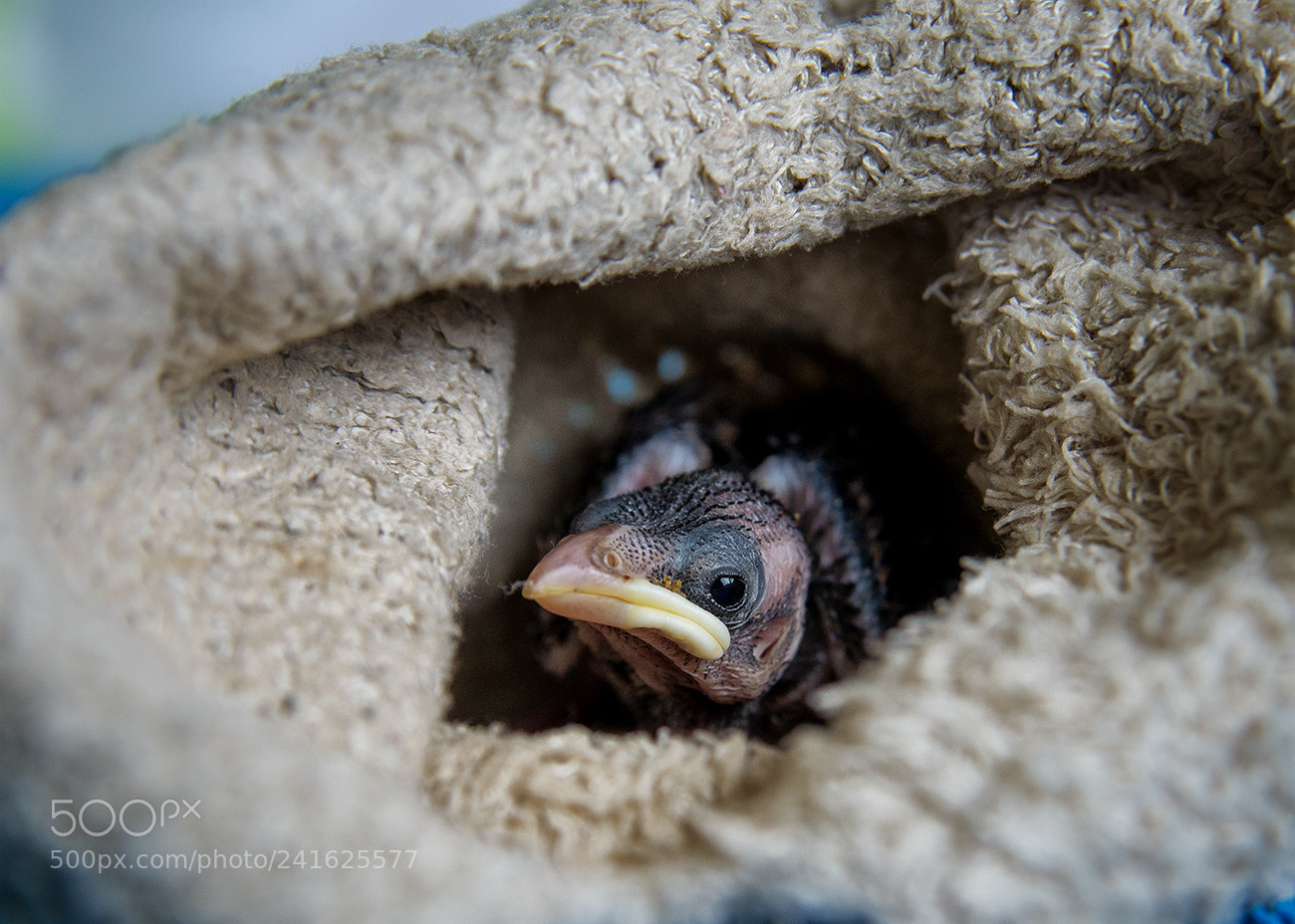 Pentax K-5 II sample photo. Living in a sock photography