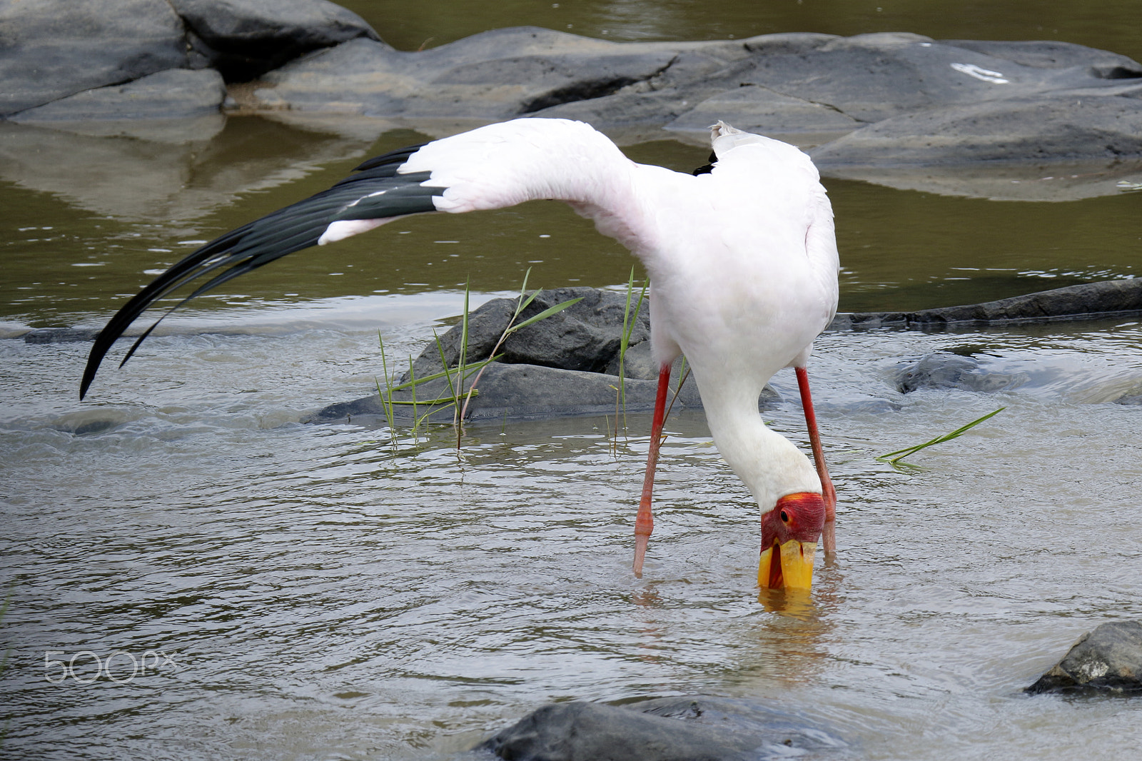 Tamron SP 150-600mm F5-6.3 Di VC USD sample photo. Yellow billed stork photography