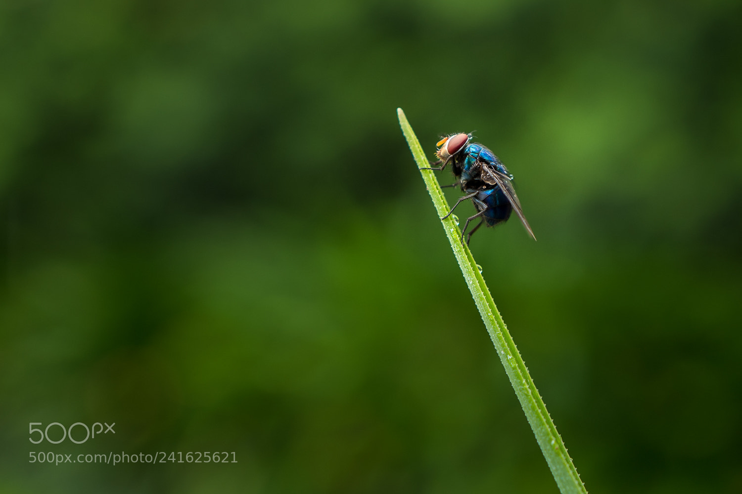 Leica Q (Typ 116) sample photo. The blow fly photography