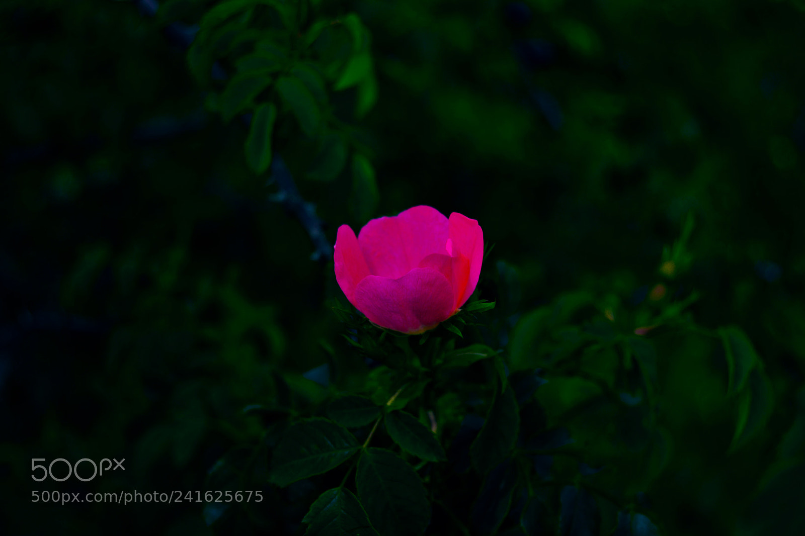 Nikon D3100 sample photo. Flor photography