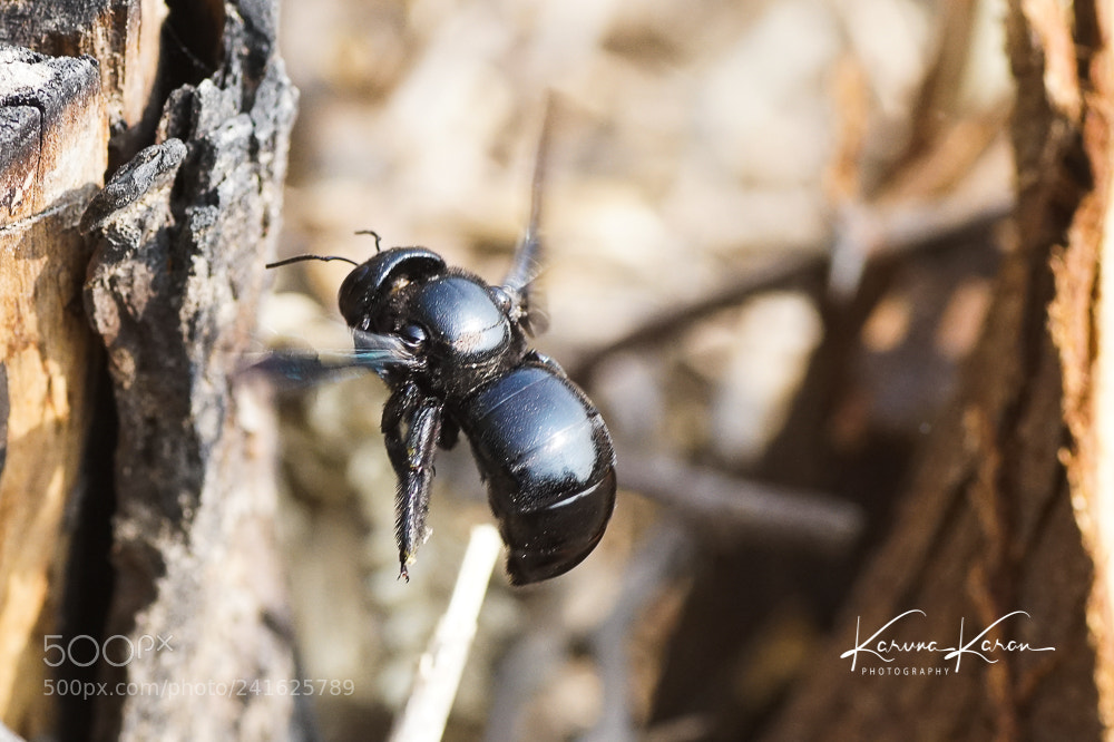 Sony a99 II sample photo. Flight of the big photography