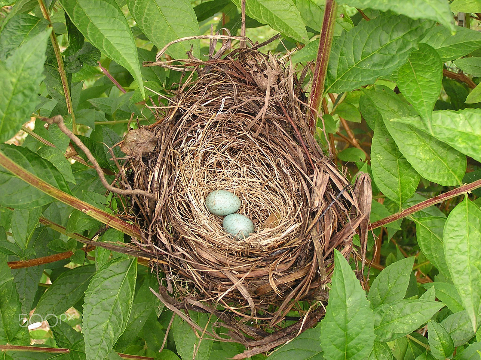Olympus C740UZ sample photo. Two little eggs photography