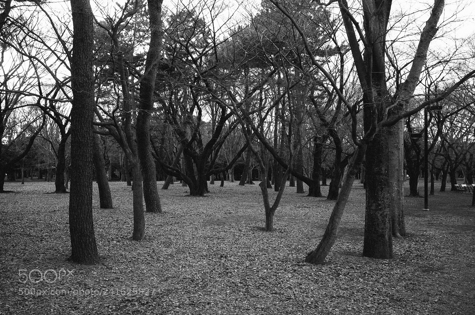 Fujifilm FinePix X100 sample photo. Winter in yoyogi park photography