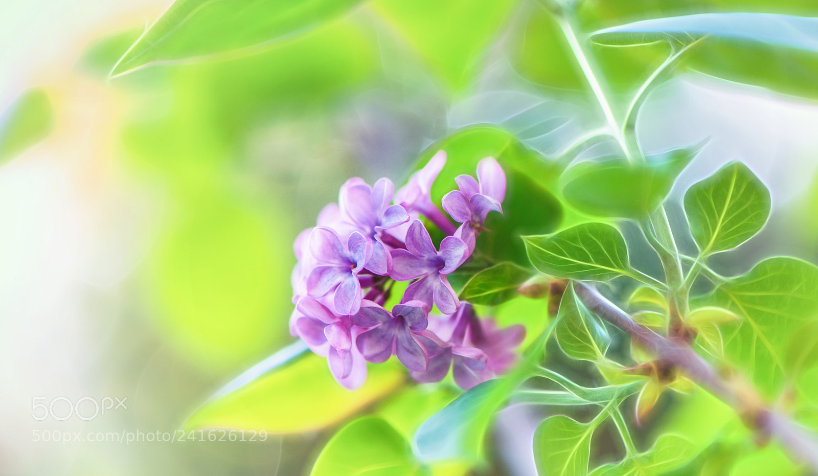 Nikon D810 sample photo. Spring dreams... photography