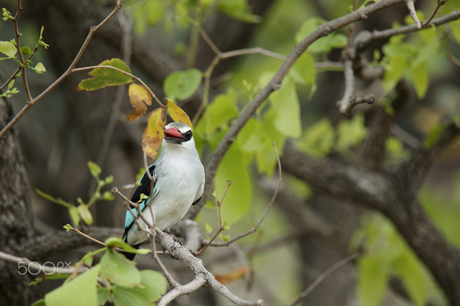 Tamron SP 150-600mm F5-6.3 Di VC USD sample photo. Woodland kingfisher photography