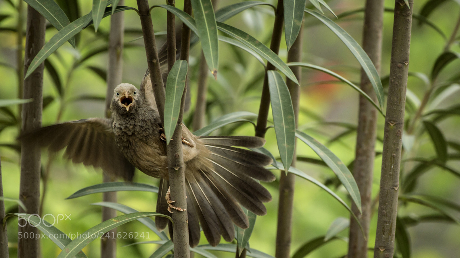 Nikon D3200 sample photo. White-headed babbler photography