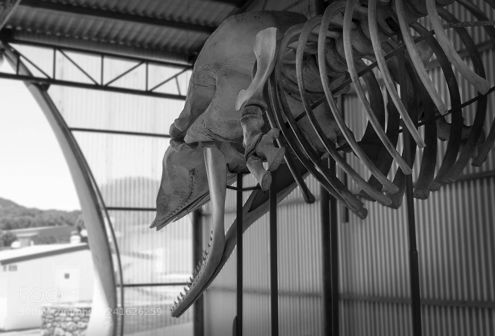 Canon EOS 60D sample photo. Yearning for the open photography