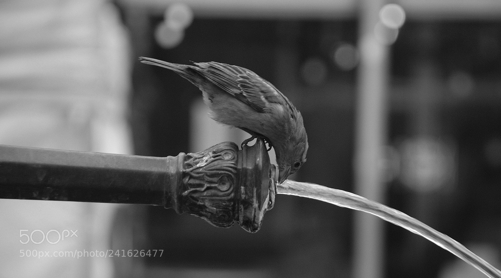 Nikon D80 sample photo. Bird @ bern photography