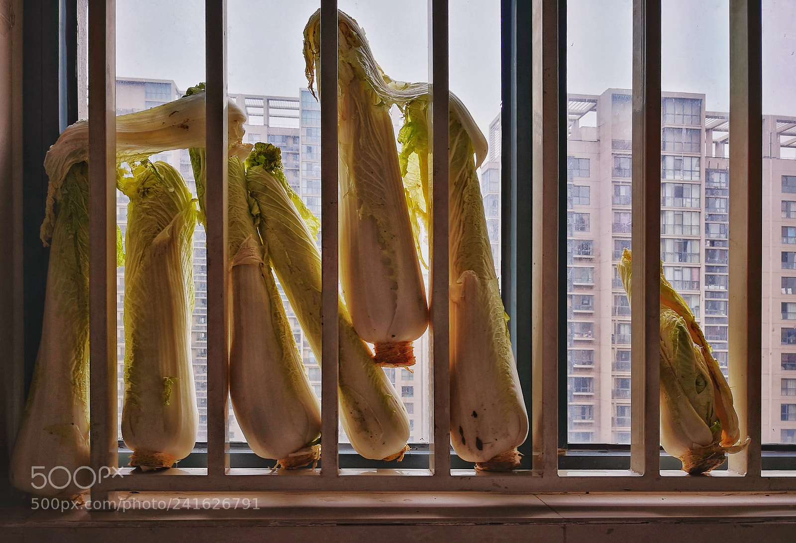 HUAWEI Mate 10 Pro sample photo. Cabbage photography