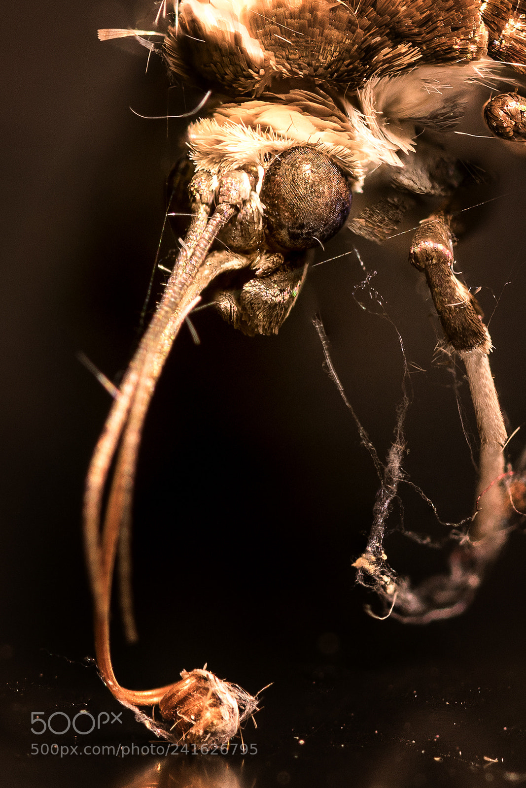 Nikon D850 sample photo. Verstaubte motte photography
