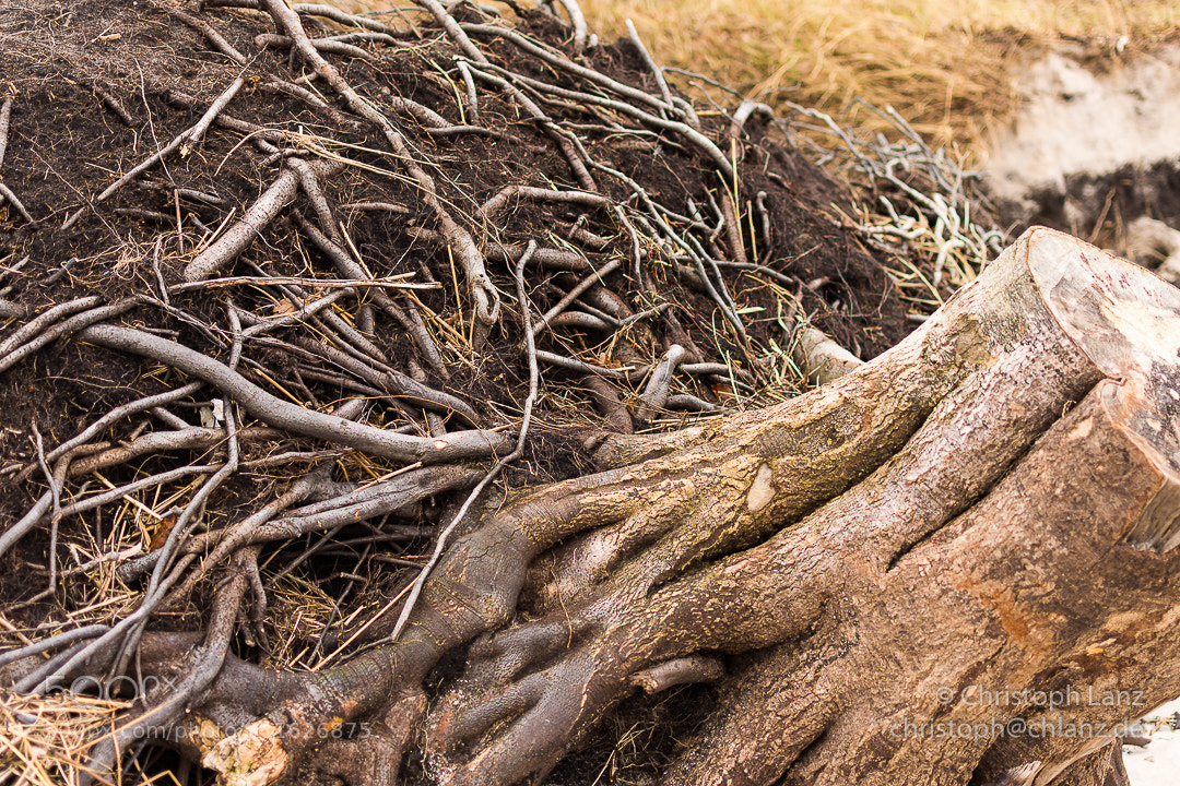 Nikon D7200 sample photo. Root, useless photography