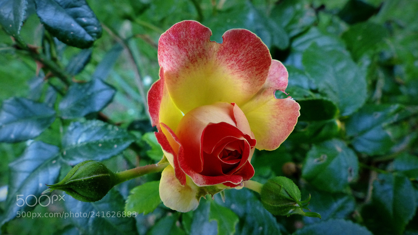 Panasonic Lumix DMC-FZ200 sample photo. Rose-flower photography