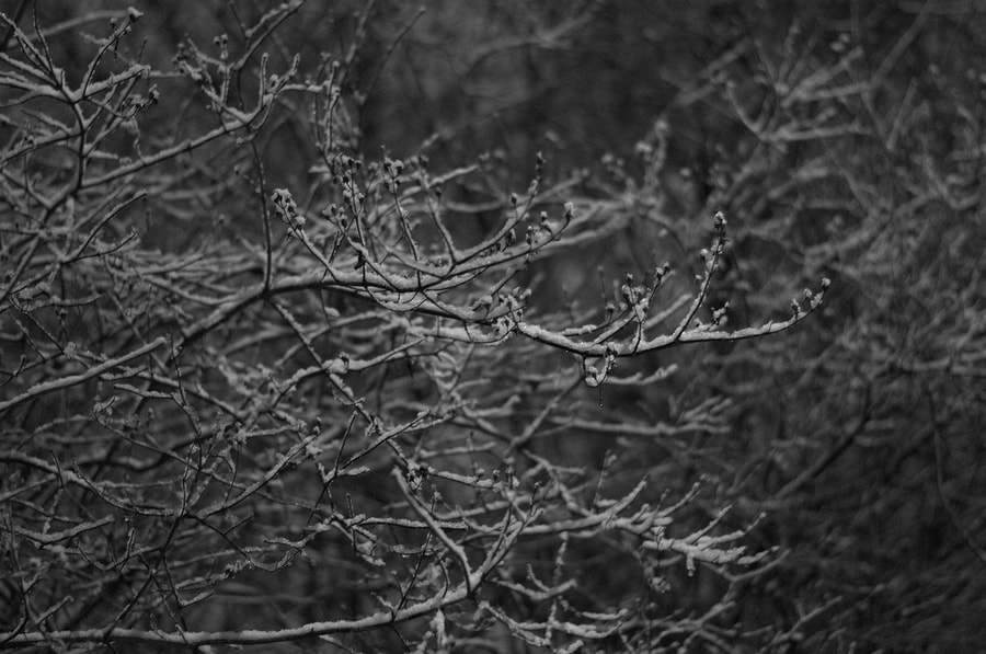 Nikon D3100 + Nikon AF-S Nikkor 50mm F1.8G sample photo. Snowy photography