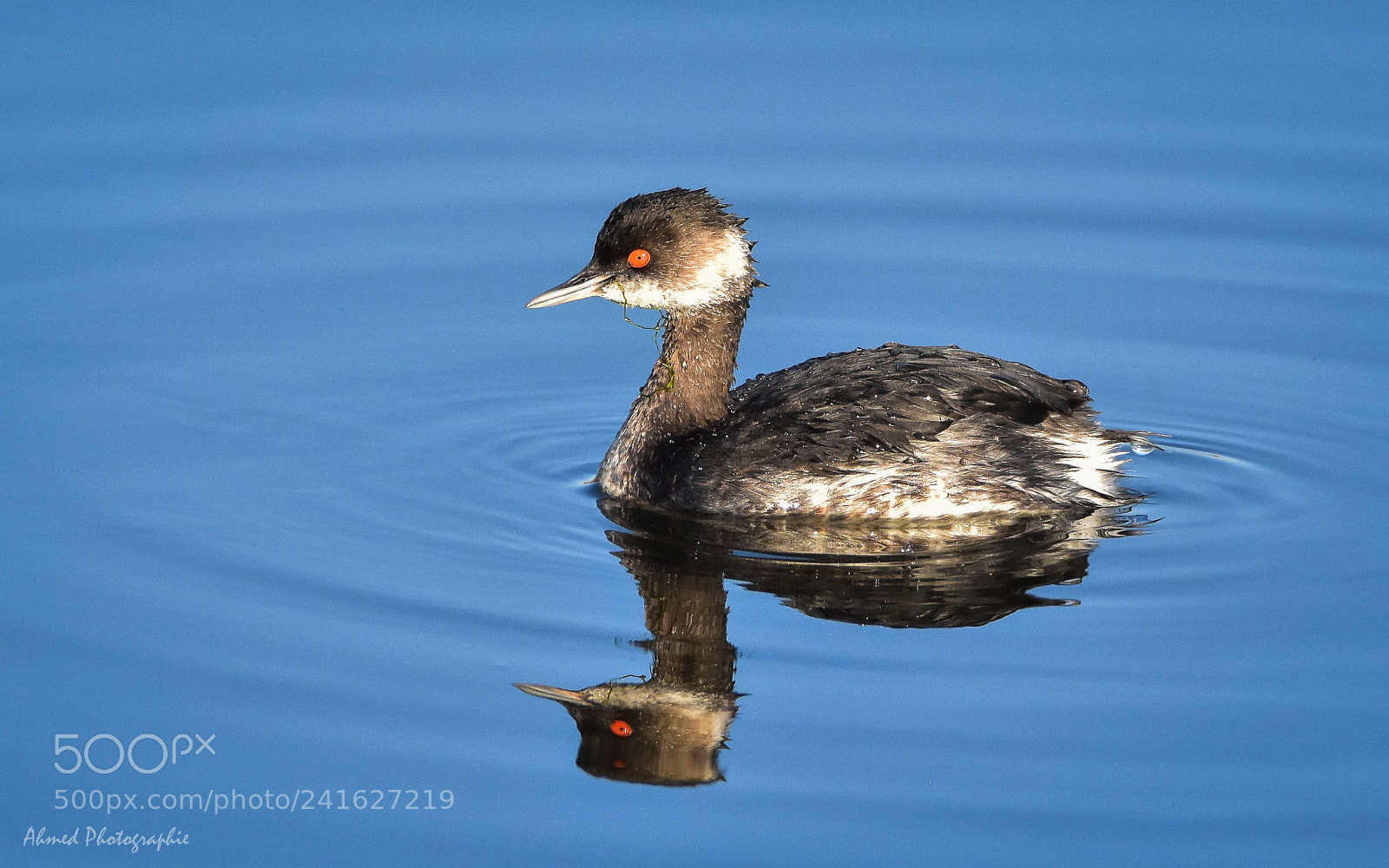 Nikon D7200 sample photo. Grebe à cou noir photography