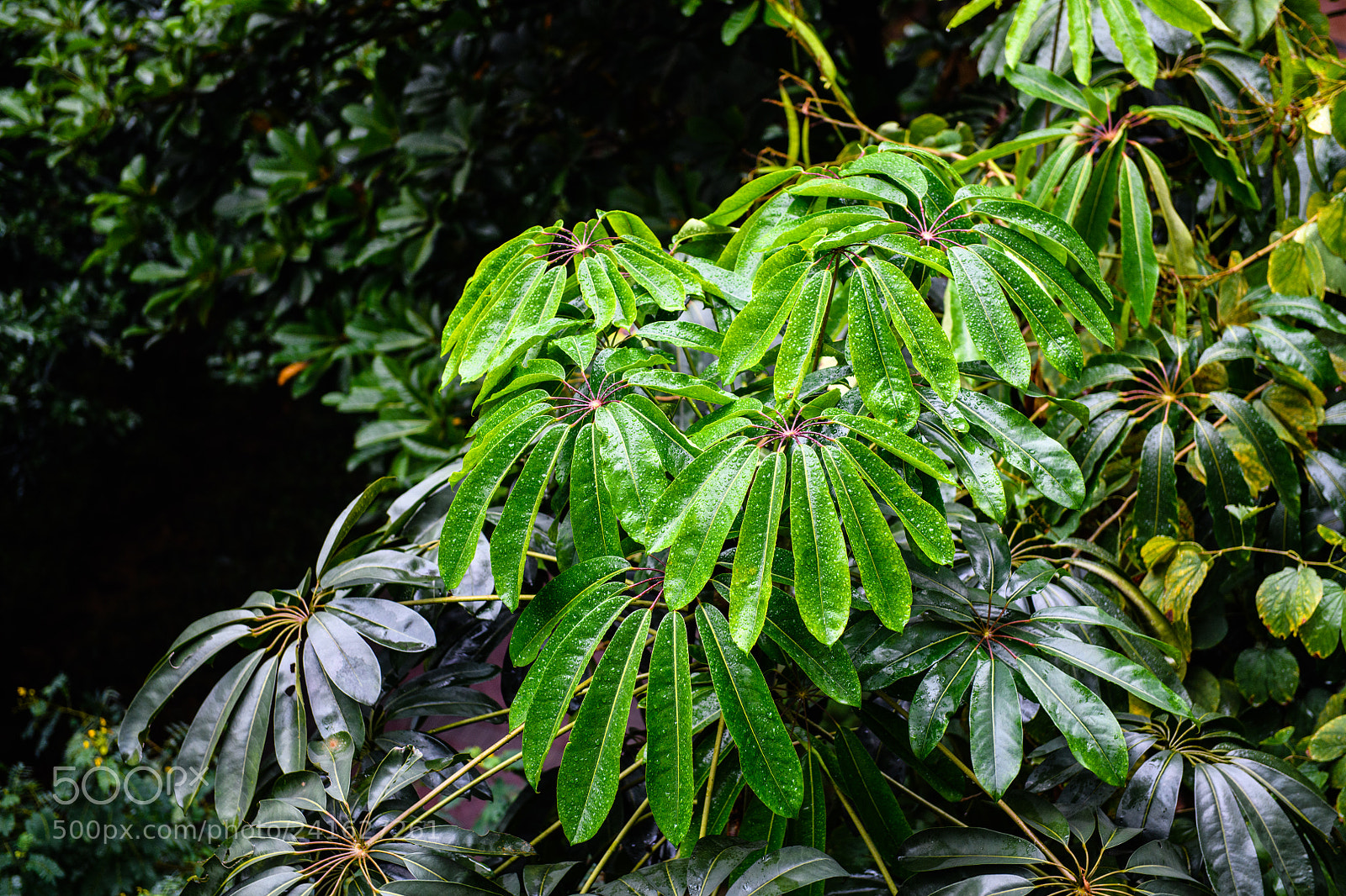 Nikon D850 sample photo. After the rain photography