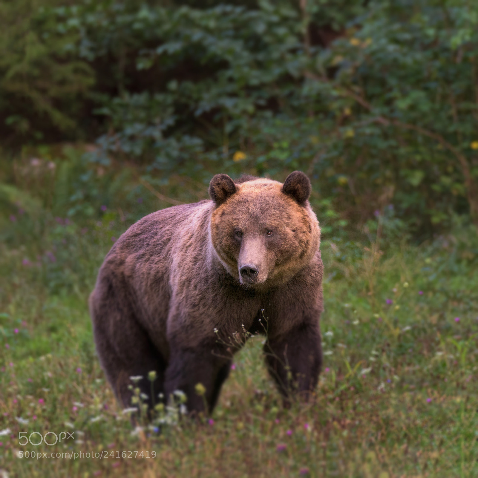 Nikon D810 sample photo. Brown bear photography
