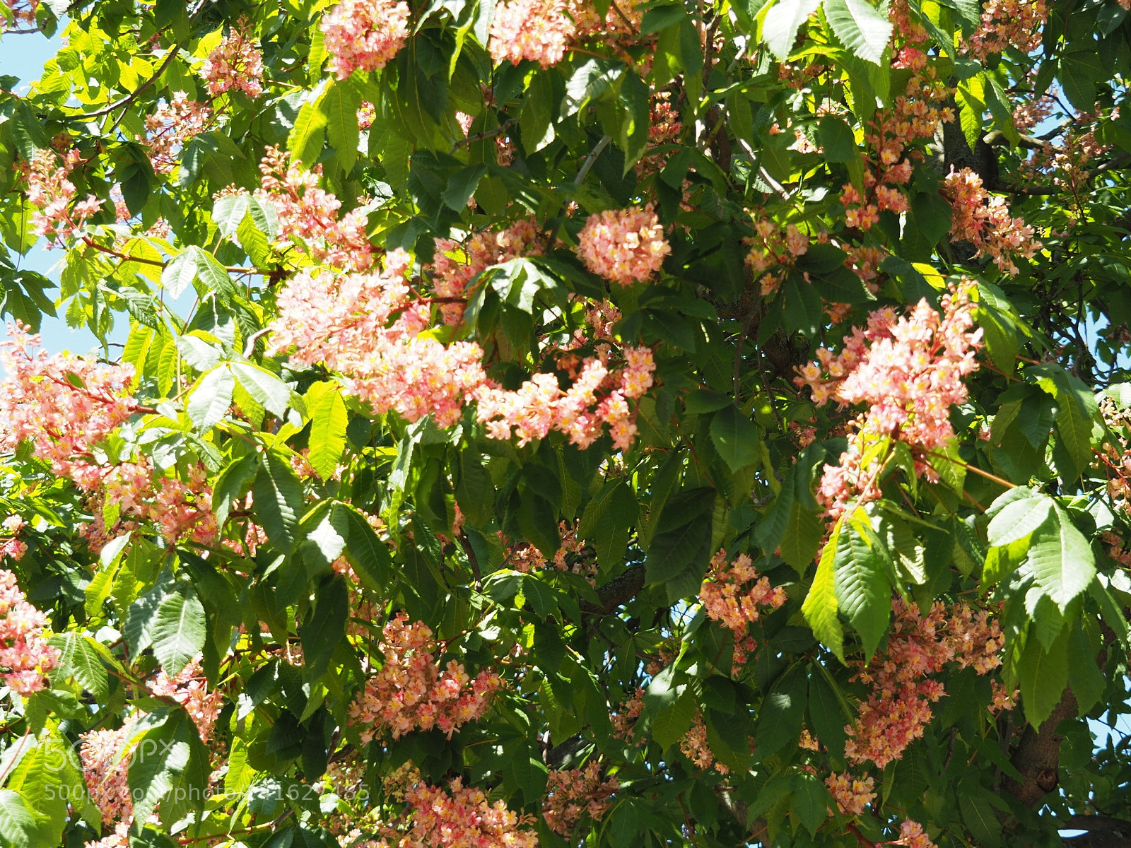 Olympus OM-D E-M5 II sample photo. Pink photography