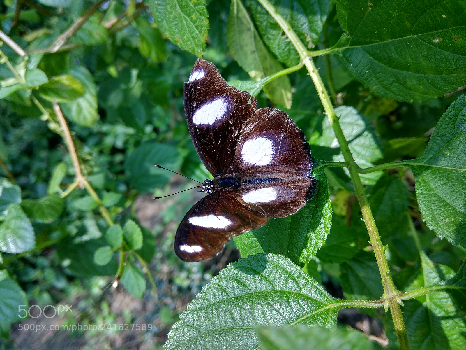 Xiaomi Redmi Note 4 sample photo. Untitled photography