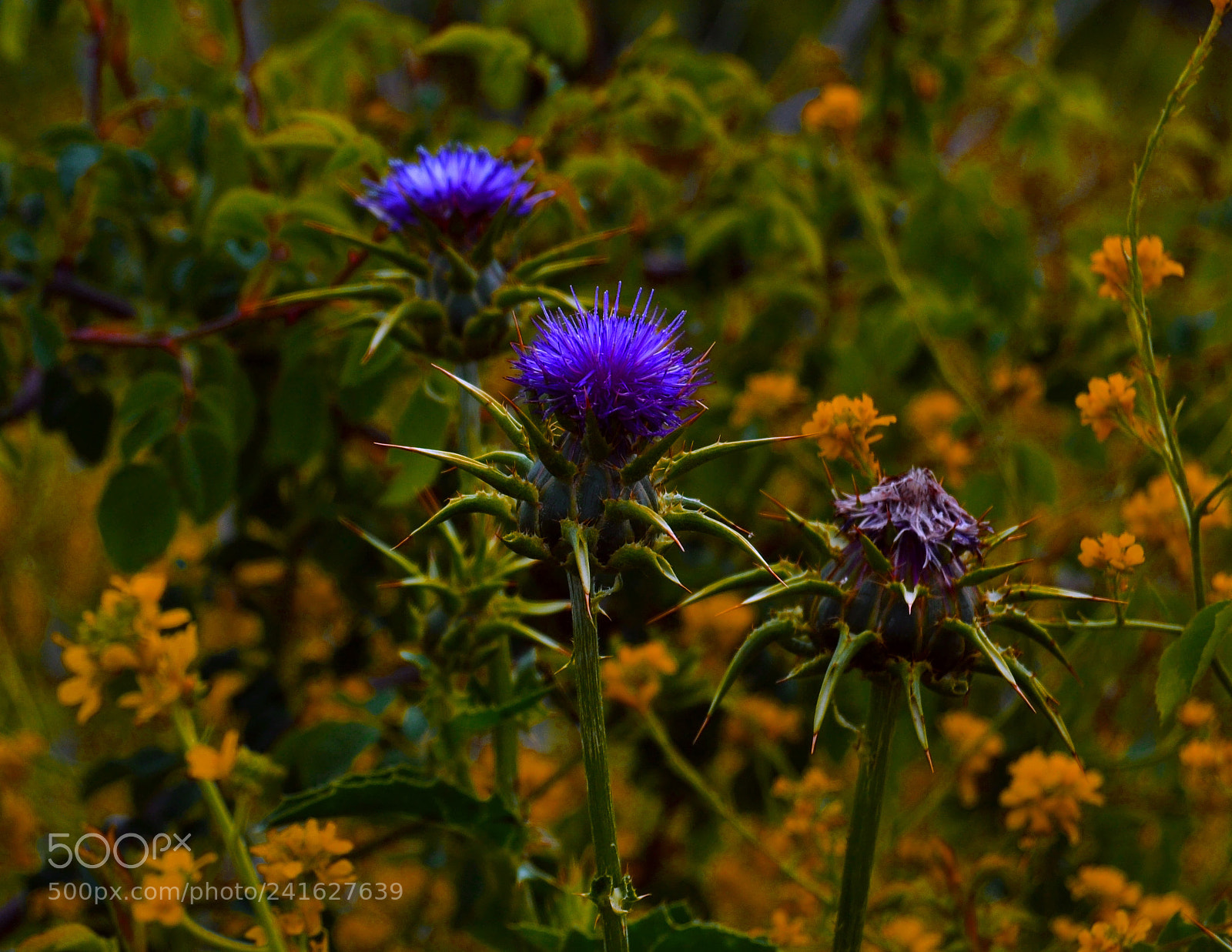 Nikon D3100 sample photo. Cardos photography