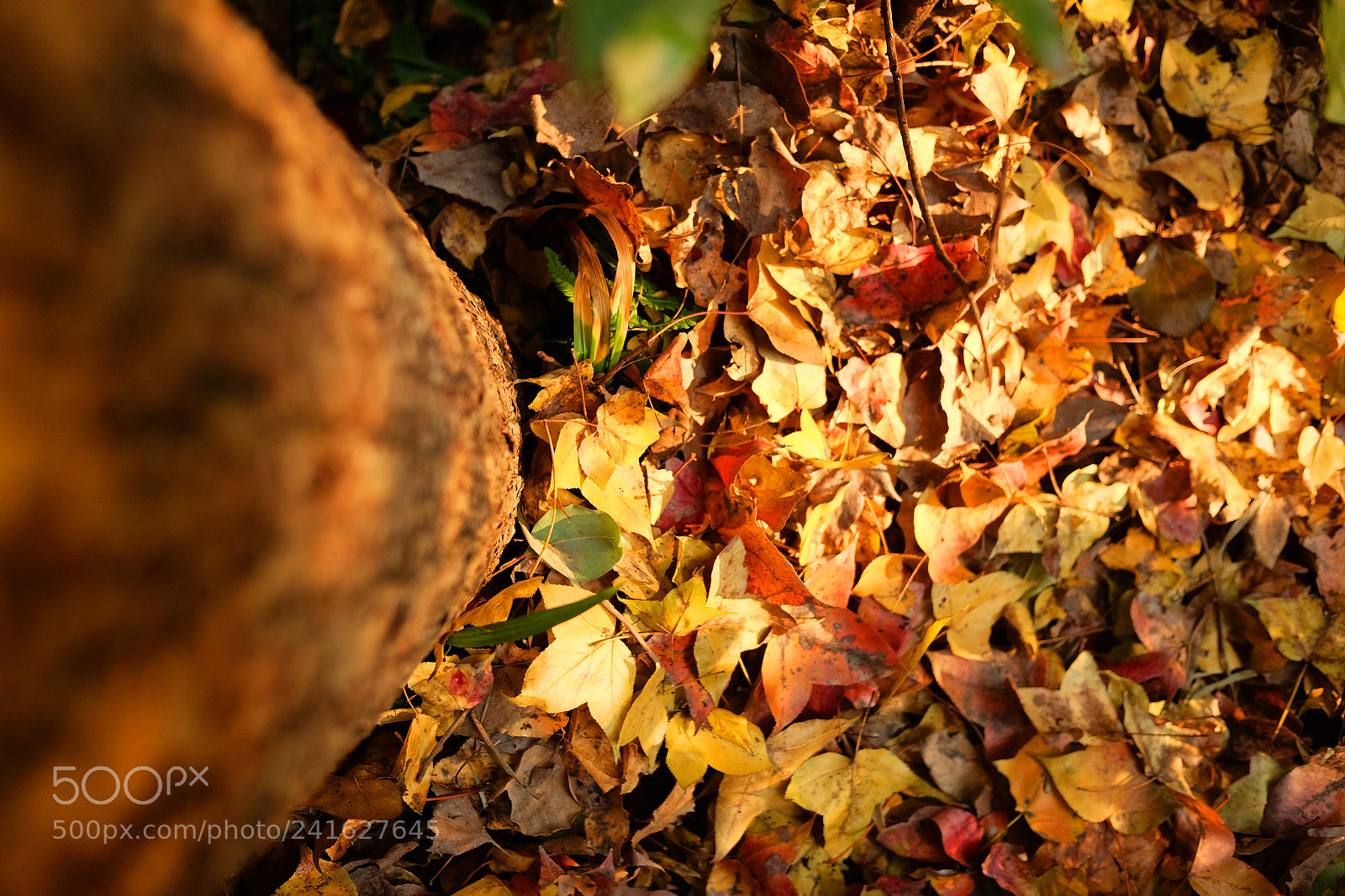 Fujifilm X70 sample photo. Maple leaf in the photography