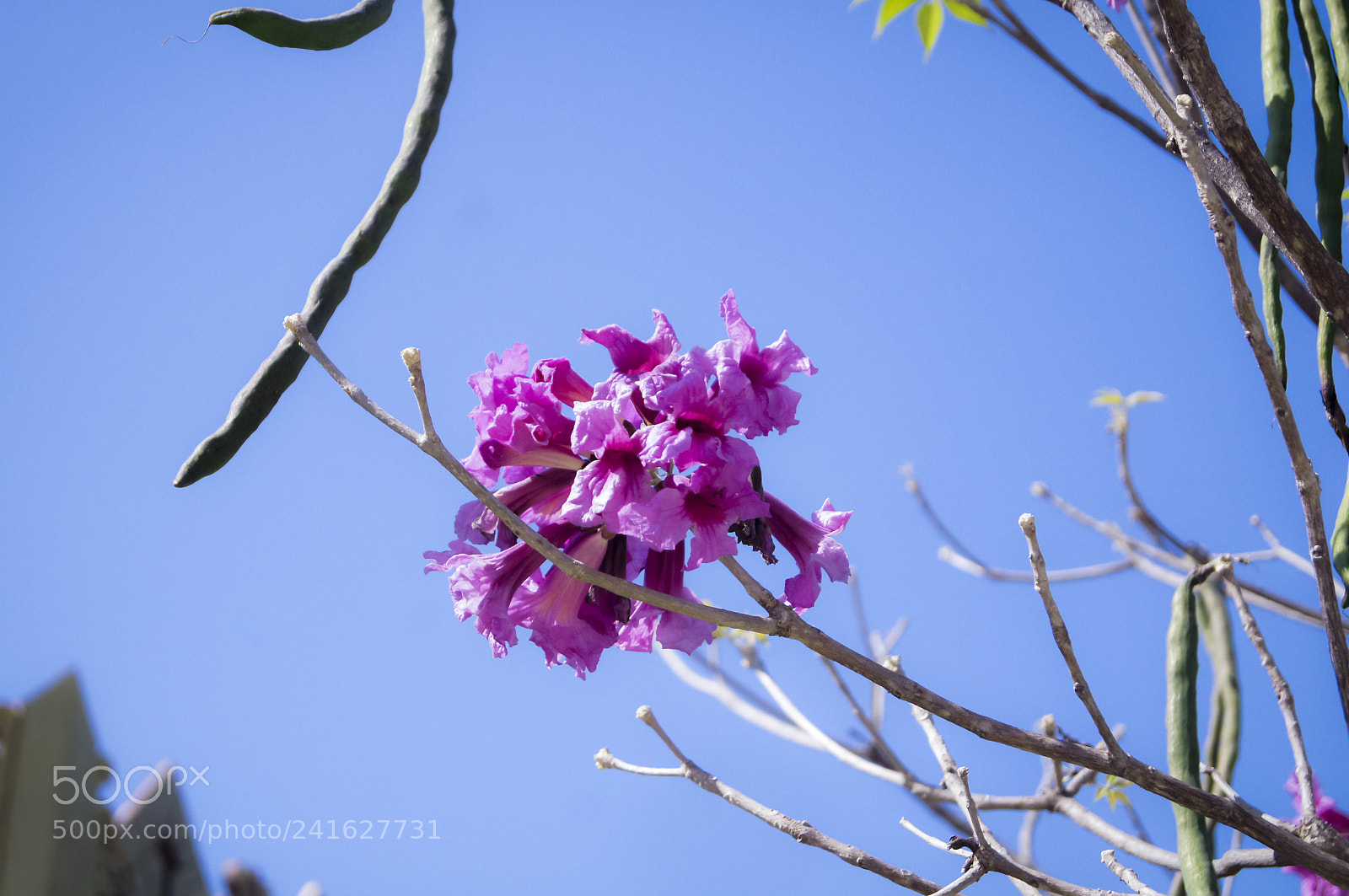 Sony SLT-A35 sample photo. Blossom photography