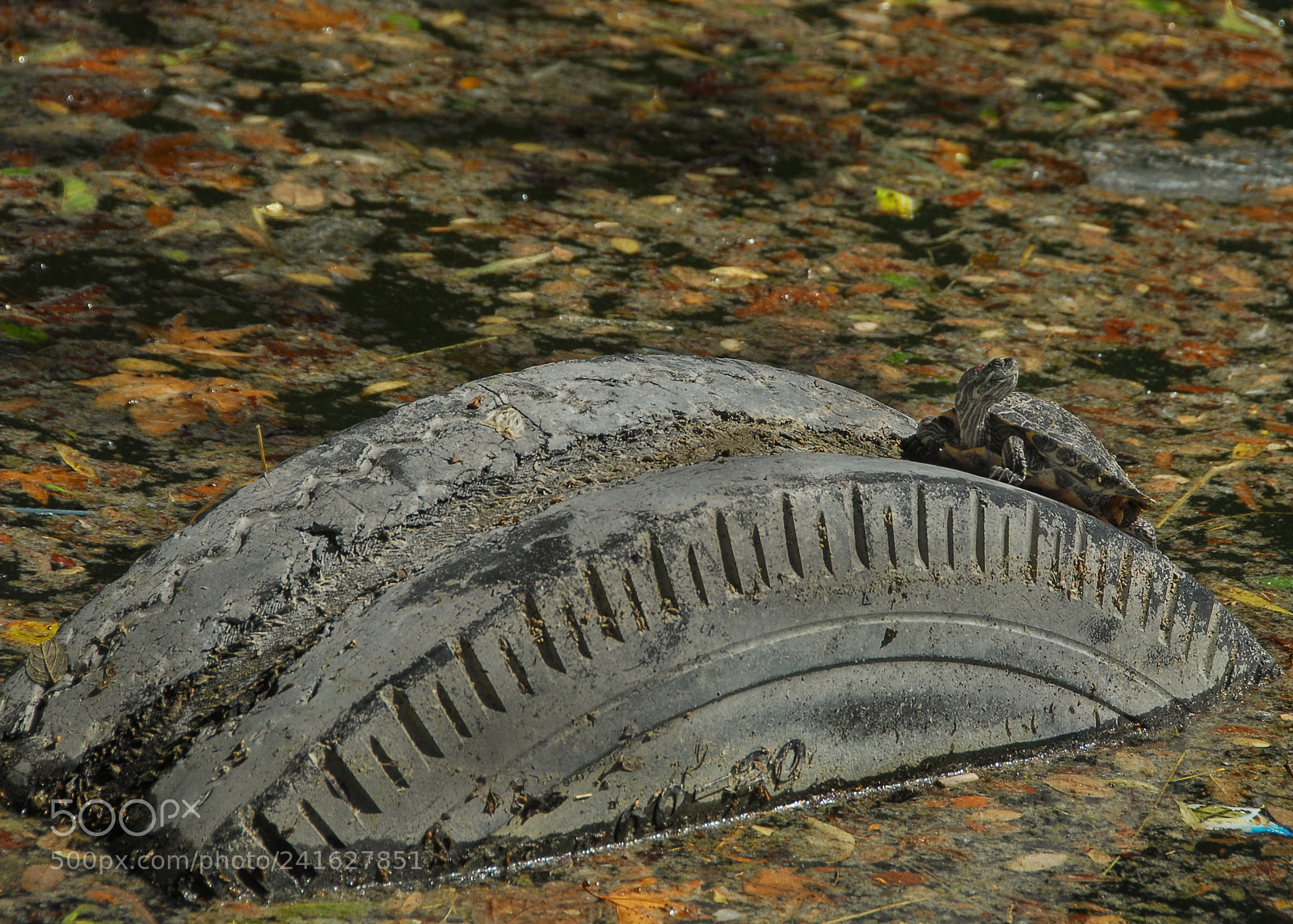 Nikon D200 sample photo. Untitled photography