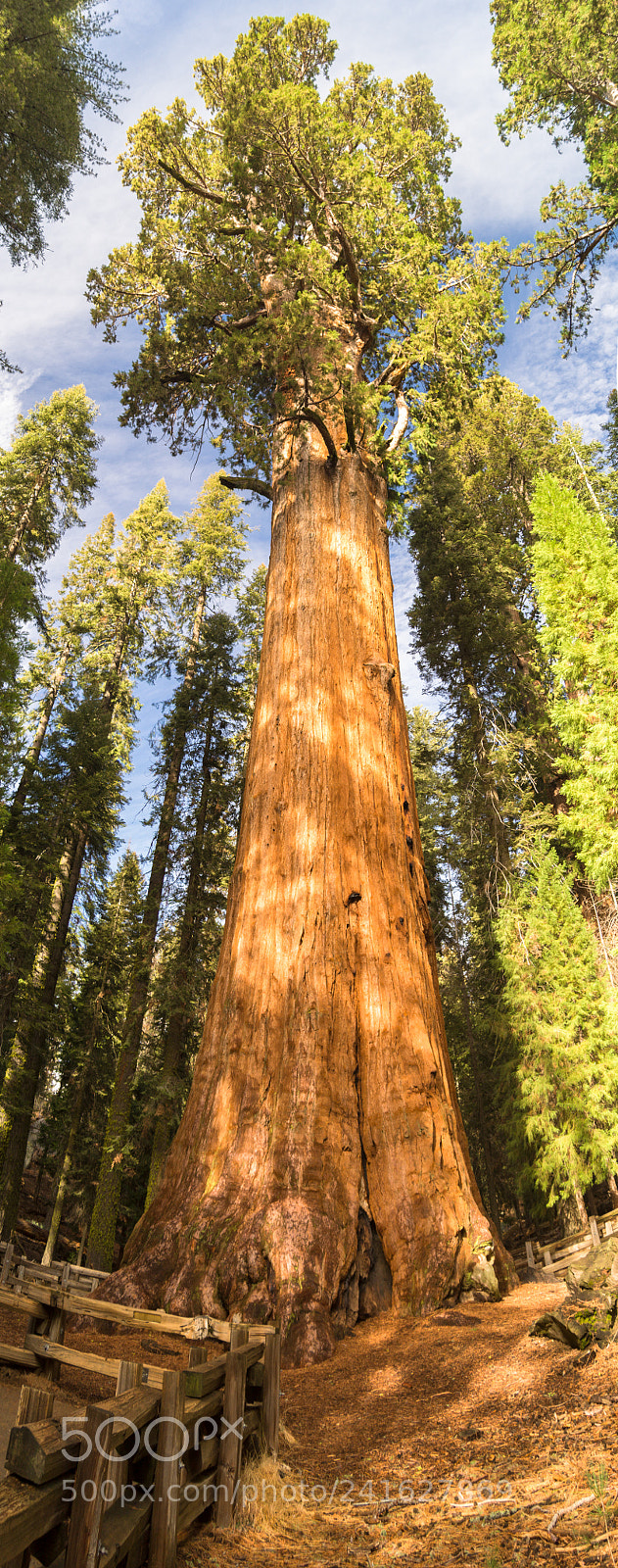 Sony SLT-A58 sample photo. The general sherman tree photography