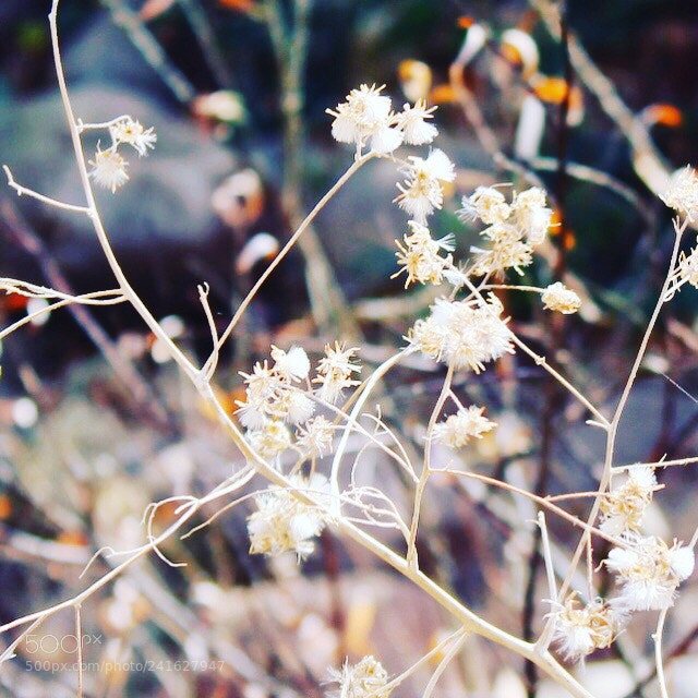 Canon EOS 1300D (EOS Rebel T6 / EOS Kiss X80) sample photo. Nature is whispering photography