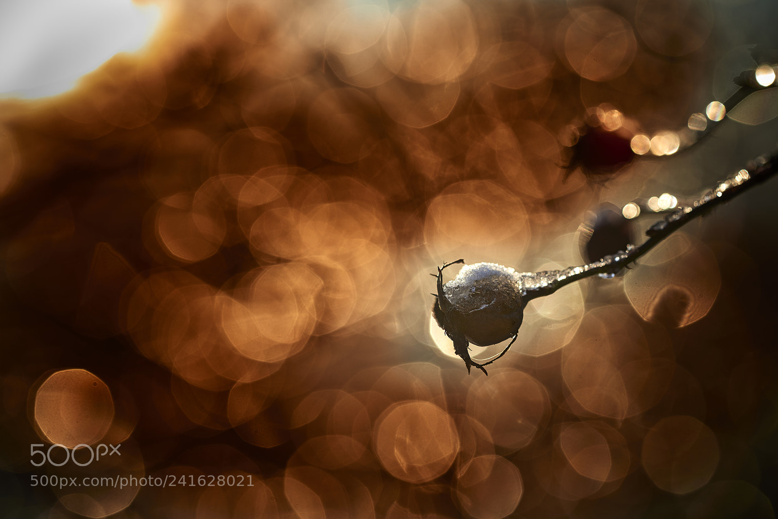 Nikon D800E sample photo. Burning bokeh photography