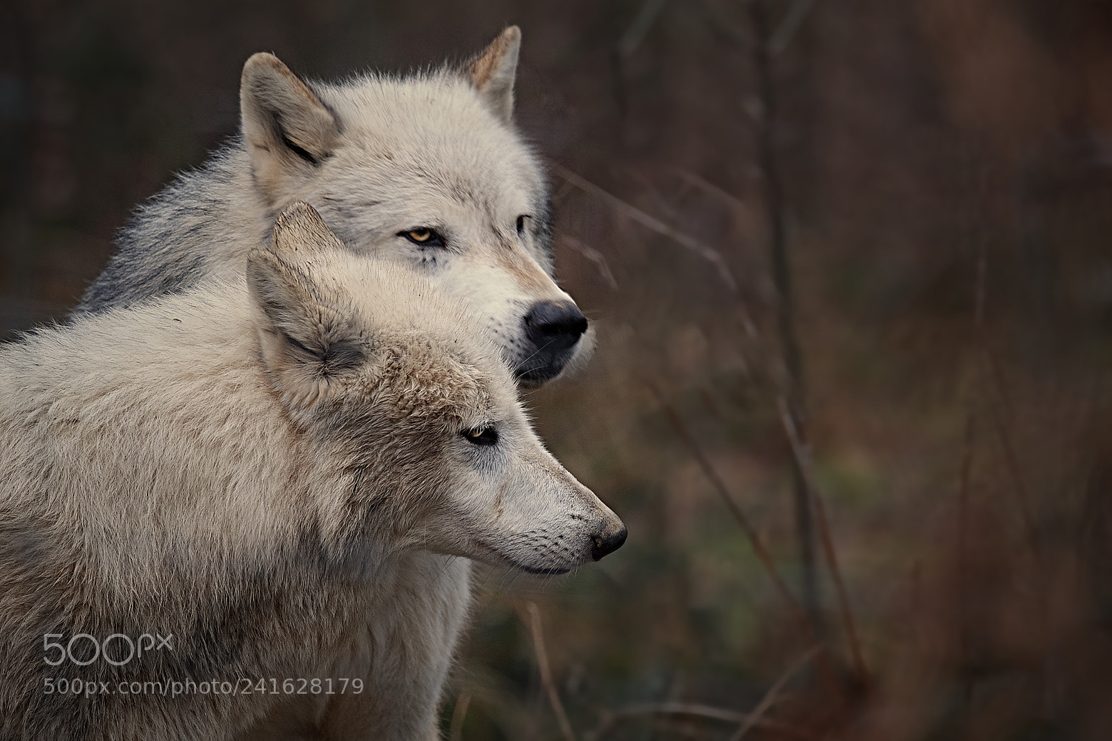 Fujifilm X-T2 sample photo. Wolf again photography