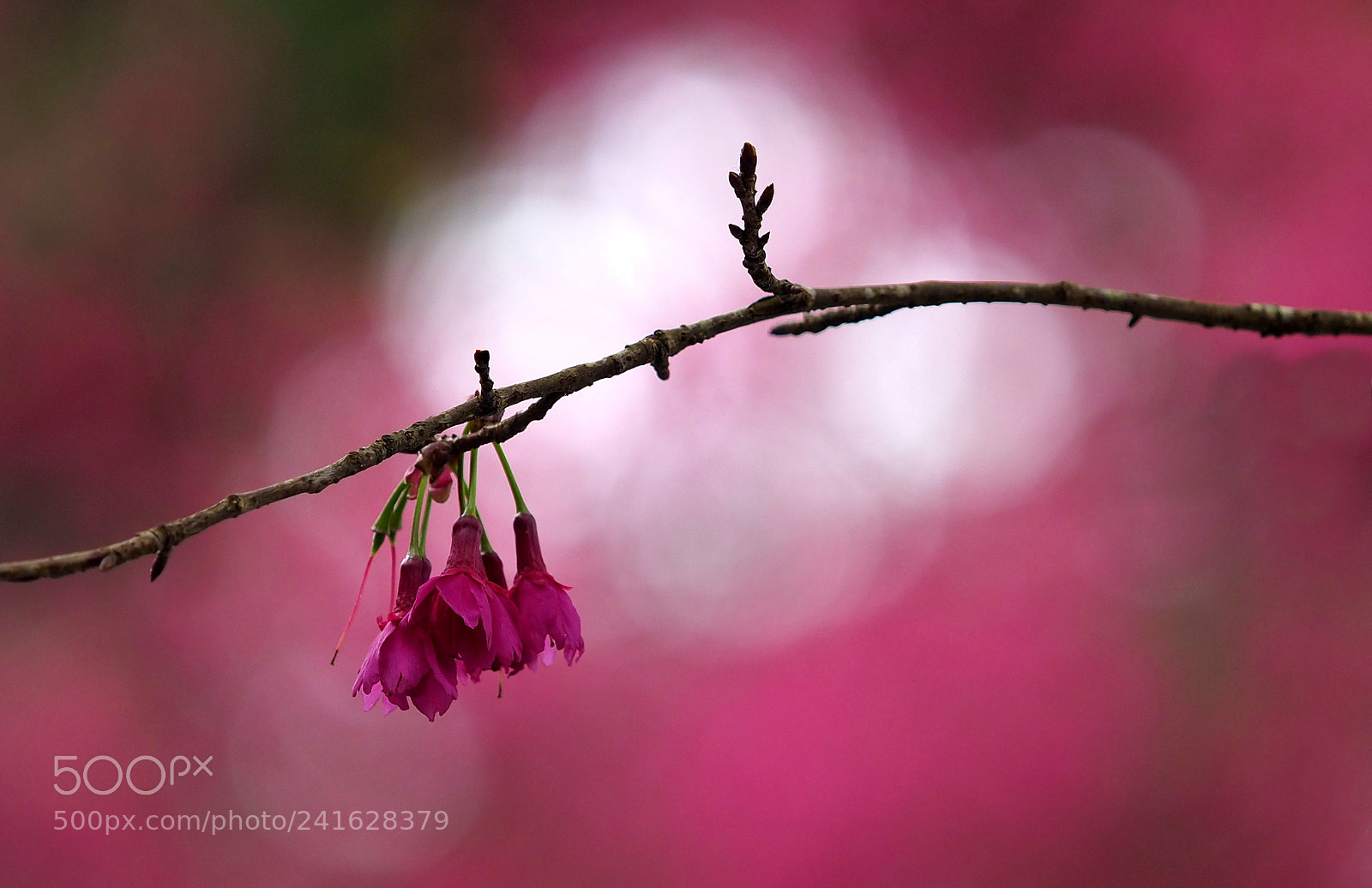 Olympus OM-D E-M1 Mark II sample photo. Pink sakura photography
