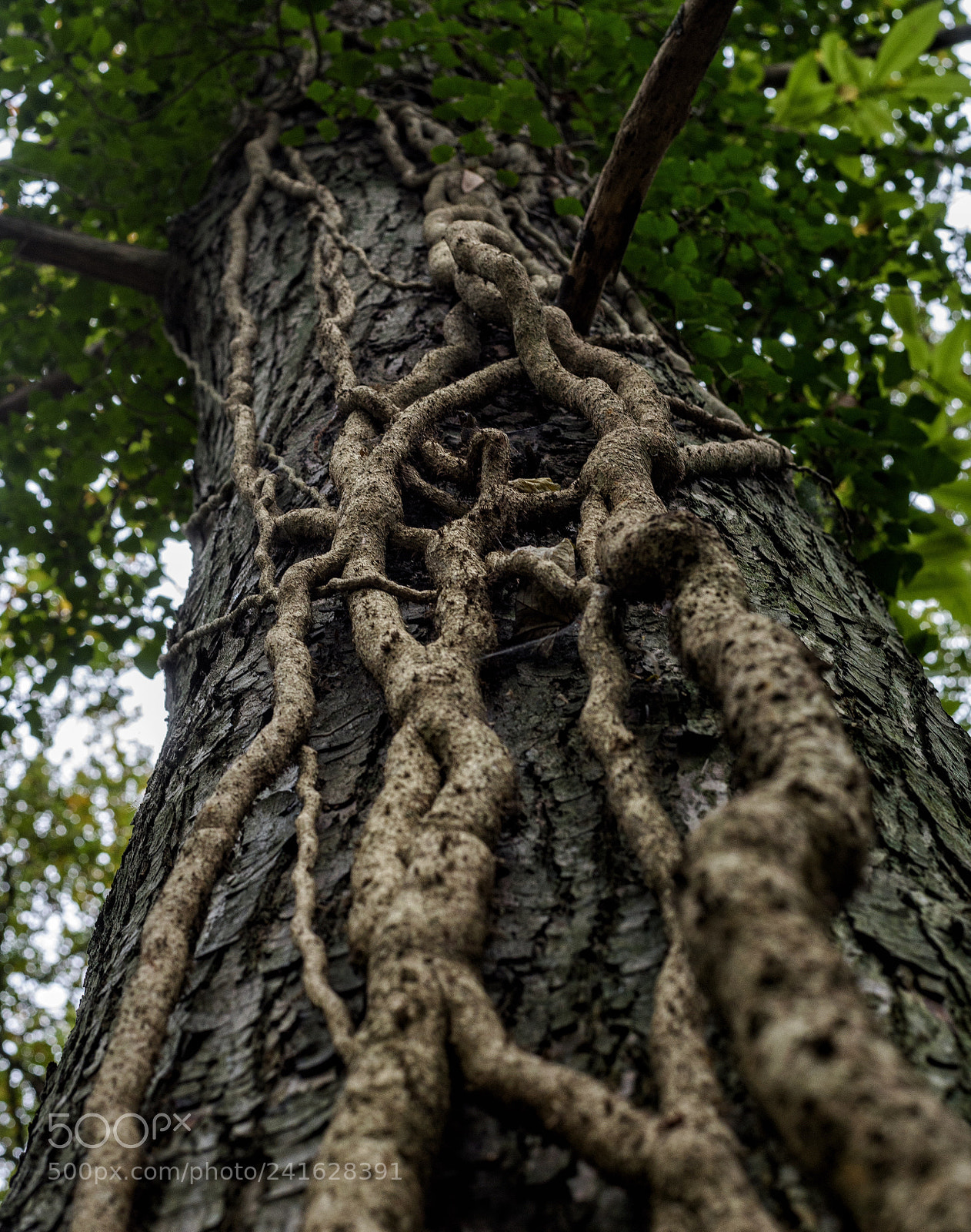Nikon D810 sample photo. Twisted photography