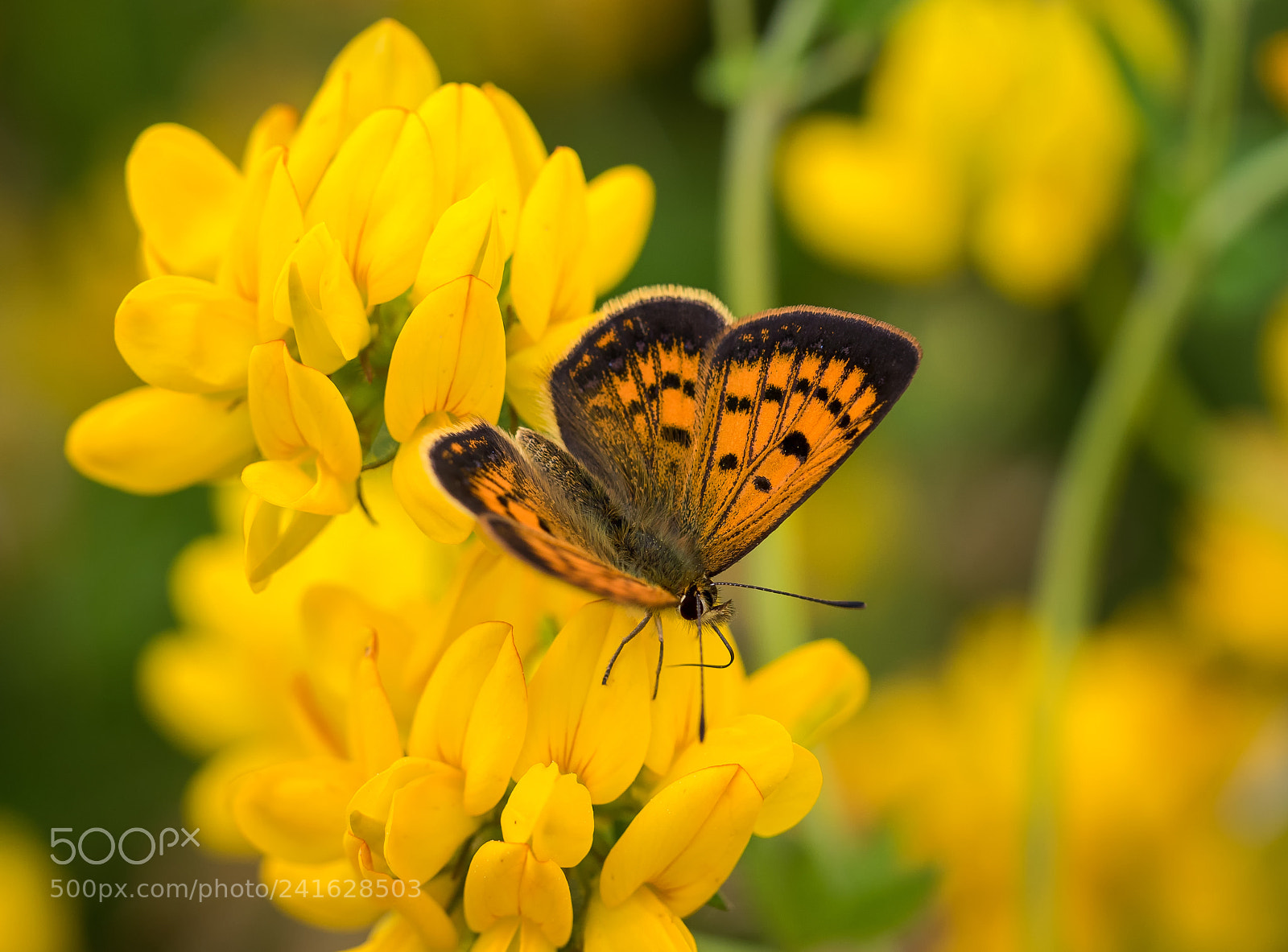 Panasonic Lumix DMC-GH4 sample photo. Common copper butterfly photography