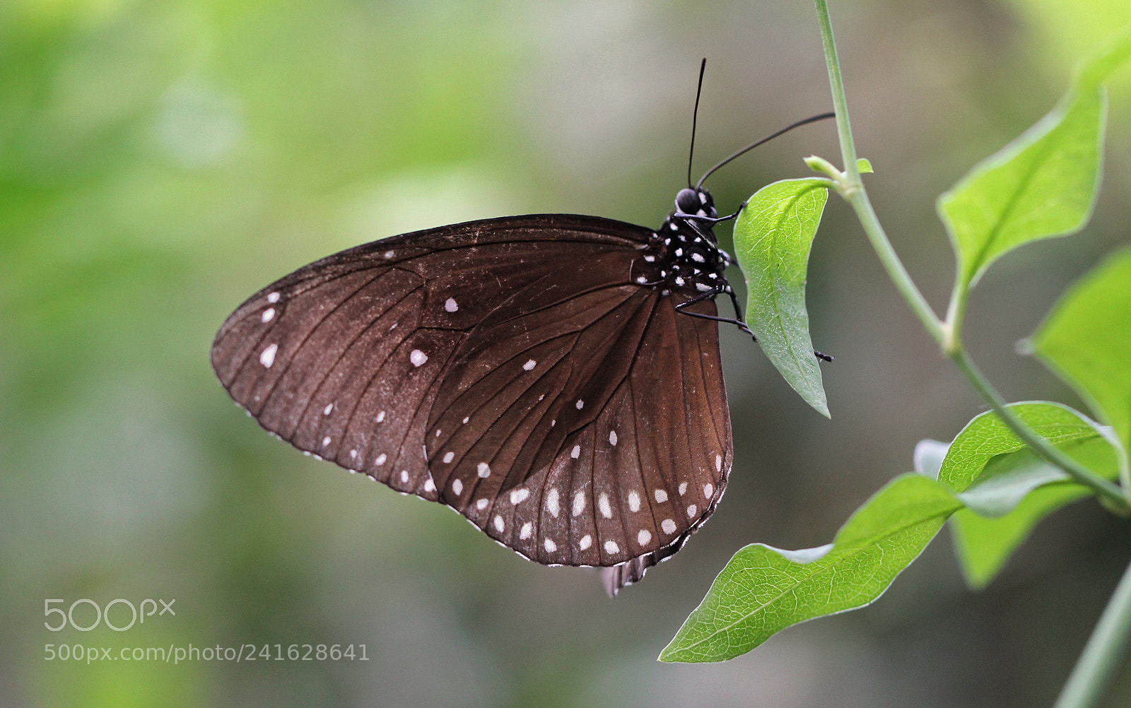 Canon EOS 60D sample photo. Butterfly photography
