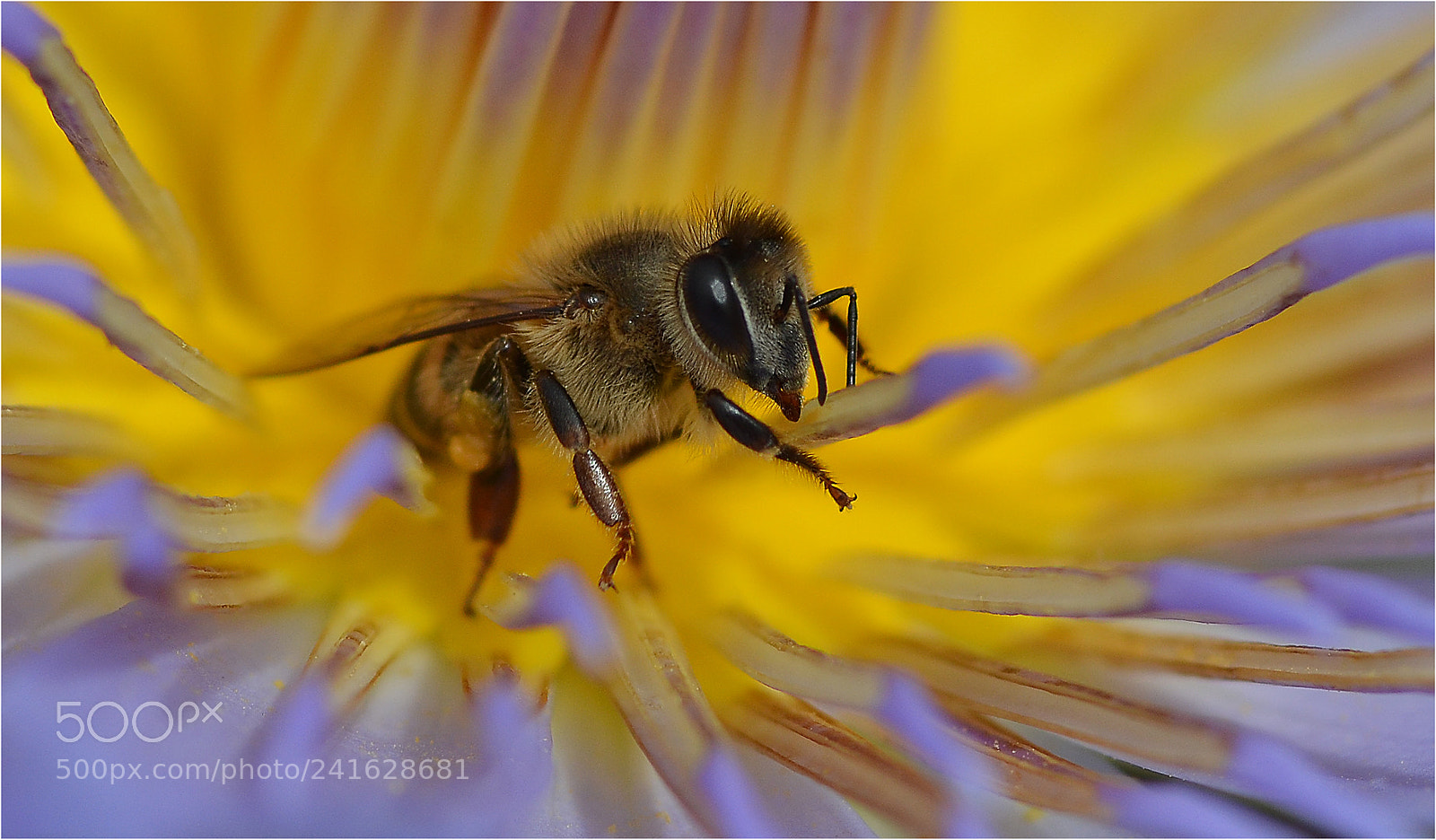 Nikon D7000 sample photo. The bees knees photography