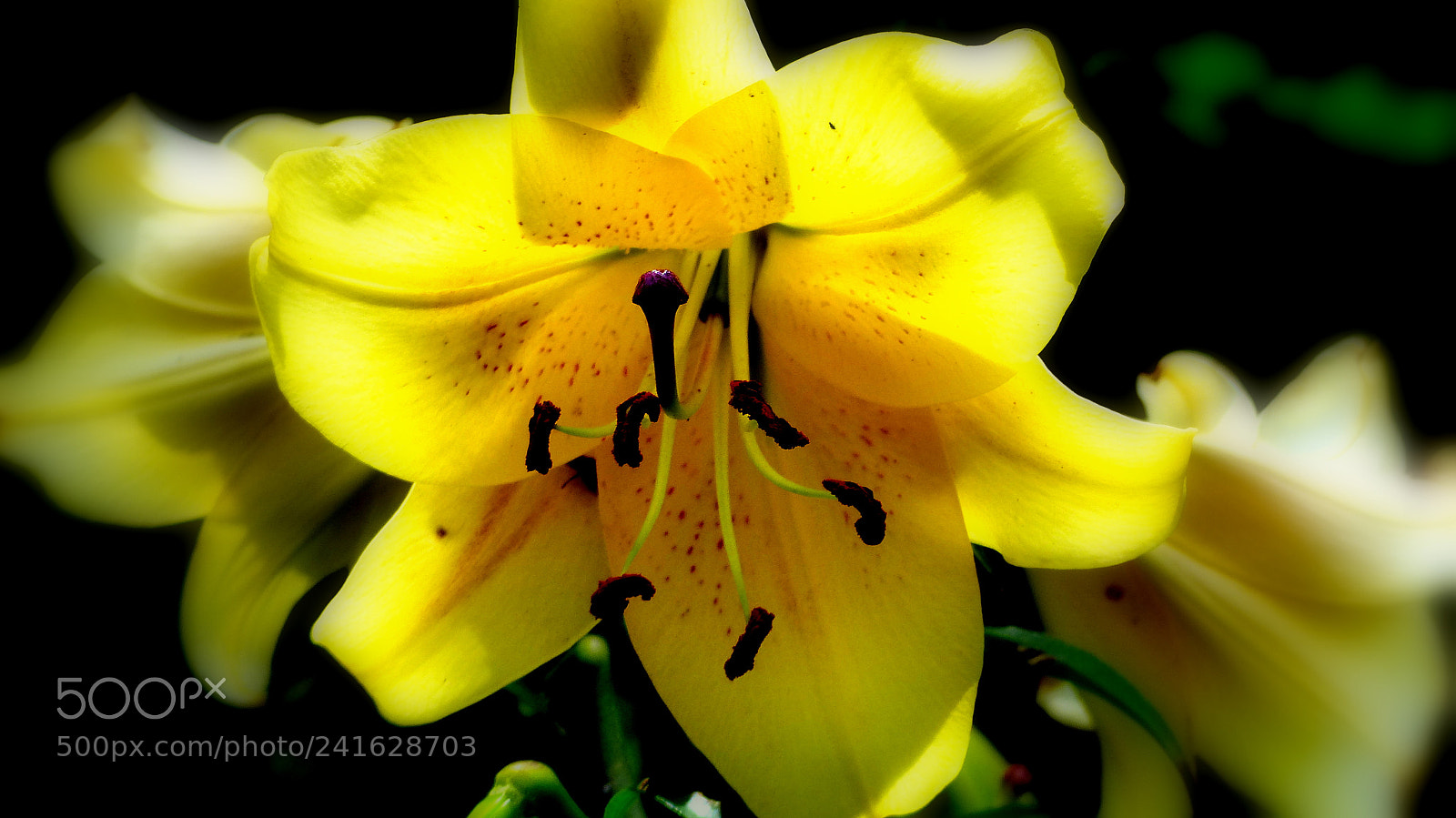 Panasonic Lumix DMC-FZ200 sample photo. Yellow lily photography