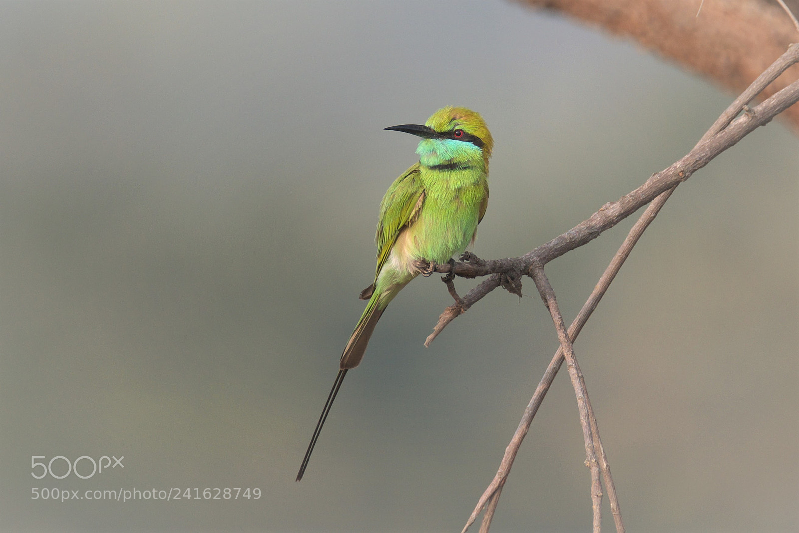 Nikon D810 sample photo. Bee eater photography