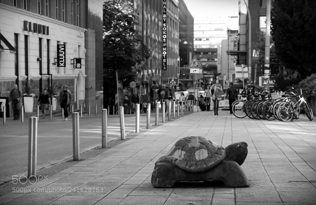 Canon EF-S 18-135mm F3.5-5.6 IS sample photo. Turtle photography
