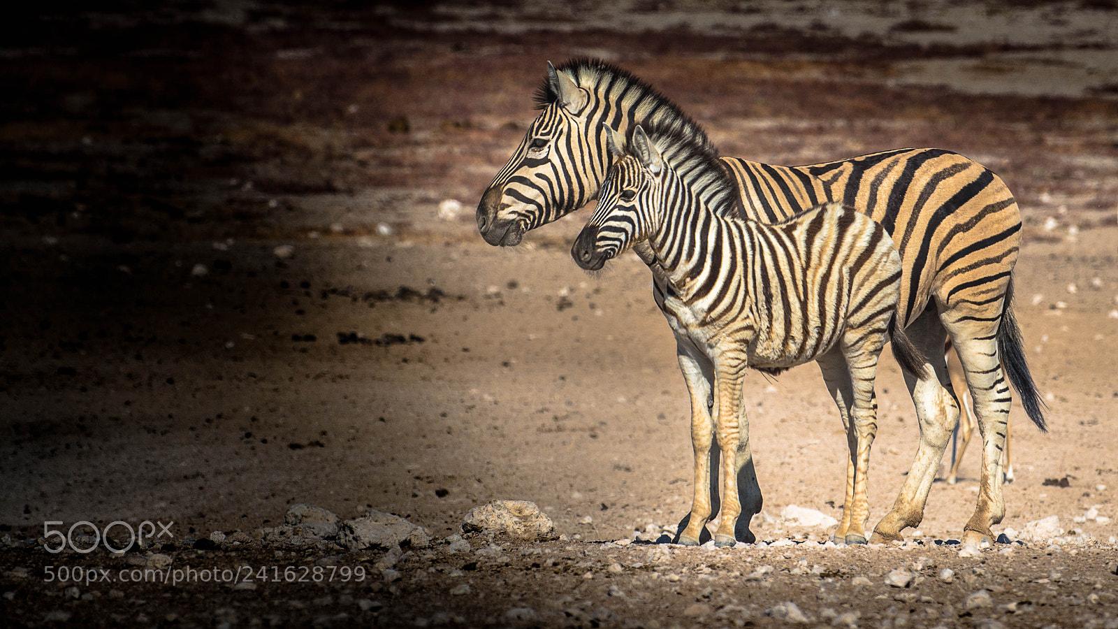 Pentax K-5 II sample photo. Zebras - mother and photography